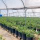 Colombia, el gran mercado para el arándano colombiano