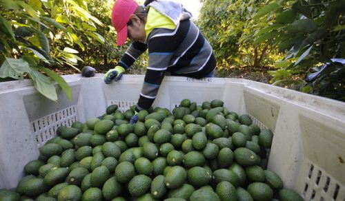 Gobierno mexicano impulsa la producción de aguacate libre de deforestación y sin trabajo infantil