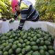 Gobierno mexicano impulsa la producción de aguacate libre de deforestación y sin trabajo infantil