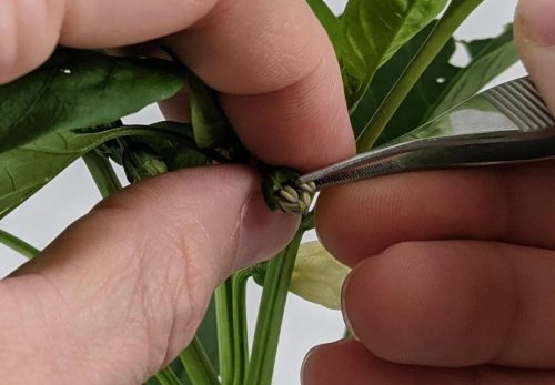 Investigadores chilenos buscan revolucionar el control de calidad en la producción de semillas