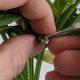 Investigadores chilenos buscan revolucionar el control de calidad en la producción de semillas