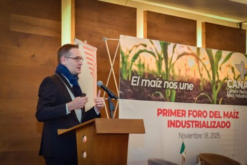 Ciencia para un maíz industrializado más competitivo: la ruta para fortalecer el campo mexicano