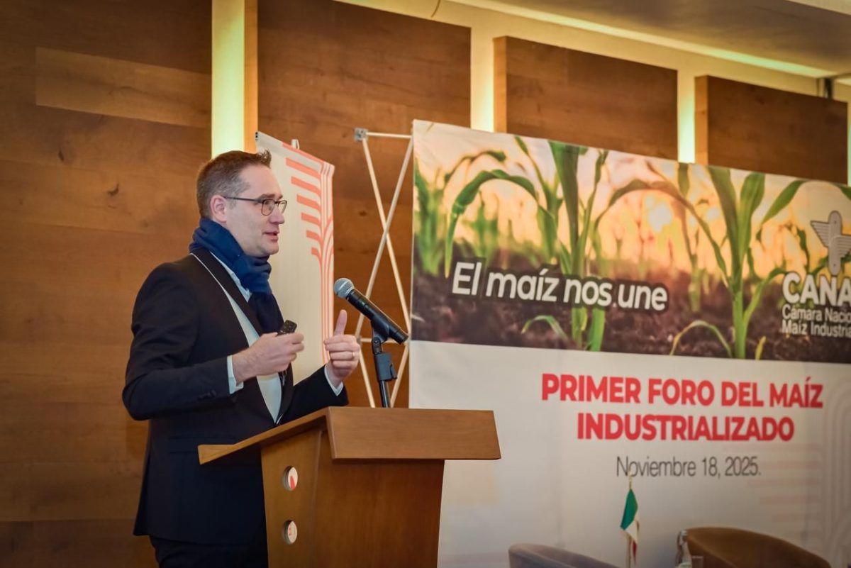 Ciencia para un maíz industrializado más competitivo: la ruta para fortalecer el campo mexicano