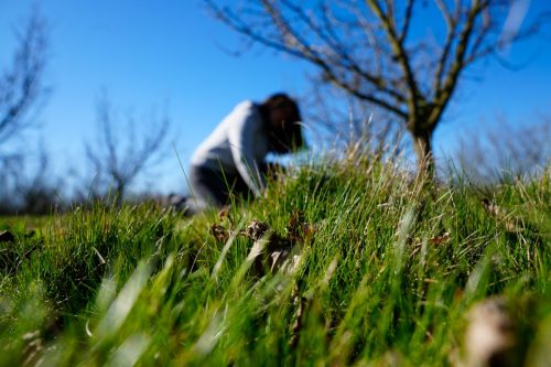 Investigadores chilenos buscan mejorar la calidad del suelo y reducir emisiones con cultivos de cobertura
