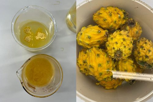 De residuo a fuente de fibra: cáscara de pitahaya amarilla revolucionaría la industria alimentaria