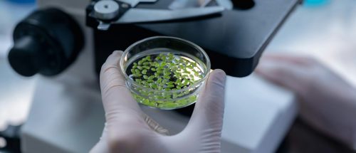 Veganic y Certis Biologicals se unen para distribuir en México tres importantes biosoluciones