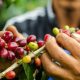 El café peruano alcanza un récord histórico en exportaciones mientras el mercado mundial se prepara para mayor oferta