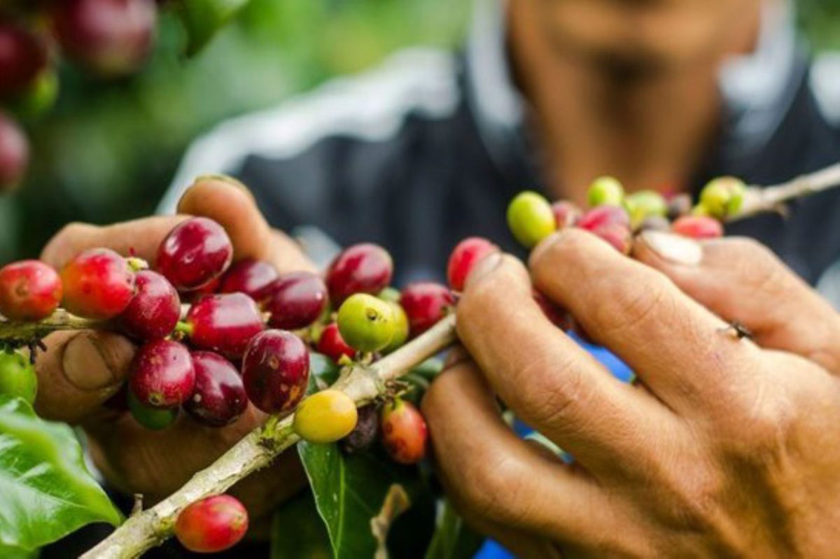 El café peruano alcanza un récord histórico en exportaciones mientras el mercado mundial se prepara para mayor oferta