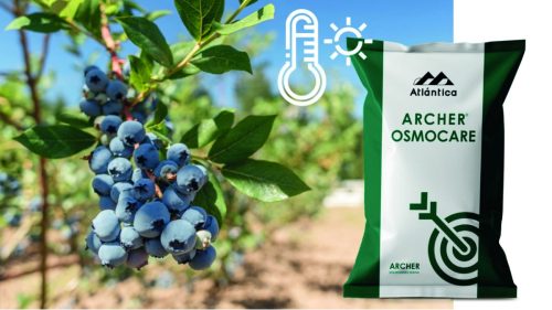 Bioestimulación estratégica en arándano