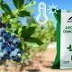 Bioestimulación estratégica en arándano