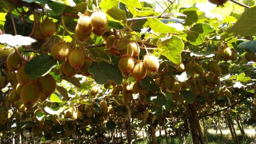 Un 2025 histórico para el kiwi y una oportunidad de reflexión