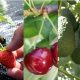Avances en reguladores de crecimiento sobre cerezo, palto y frutilla