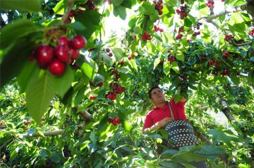 Cerezas chilenas se preparan para el Año Nuevo Chino: frutos de calidad para mejorar y optimizar la experiencia de esta temporada