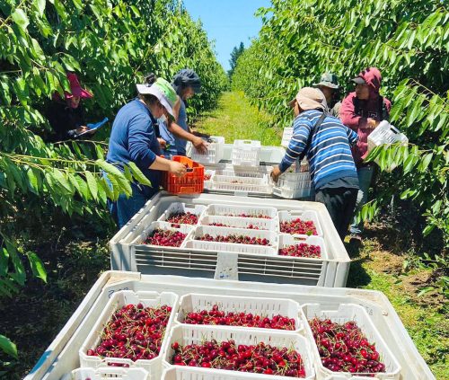 Cómo pasar del costo al valor en cerezo