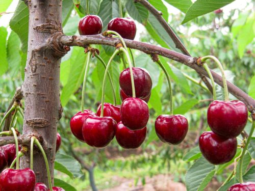 Manejo integrado del suelo y la nutrición
