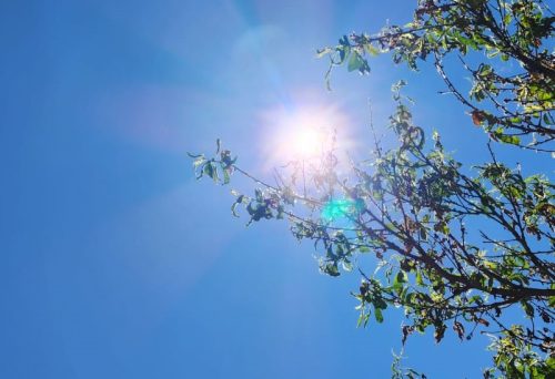 Ola de calor: entregan consejos para cuidar los cultivos