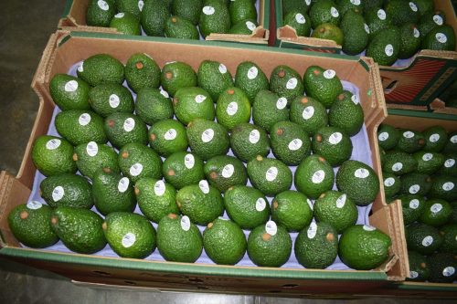 Estados Unidos excluye a la palta y a las naranjas del arancel del 10%