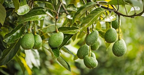 Westfalia acelera investigaciones clave para reducir cadmio y extender la vida útil de la palta