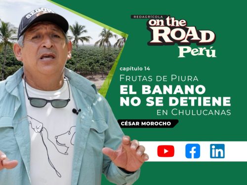 Frutas de Piura: una historia de servicio, innovación y campo