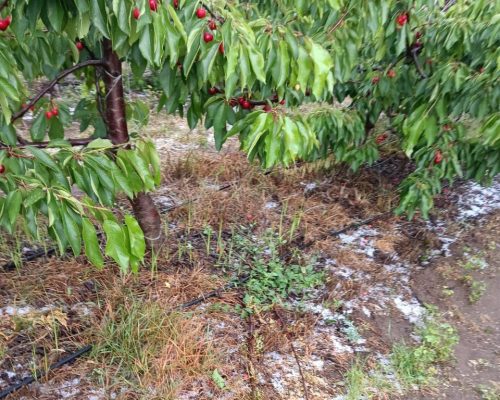 Precauciones para la cereza tras lluvias, en un año de alta presión de hongos