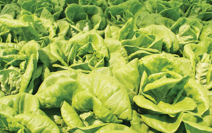 Rasgos de resiliencia en hortalizas: hacia una intensificación sostenible frente al cambio climático