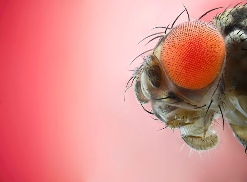 Condiciones propicias para una alta presión de Drosophila suzukii