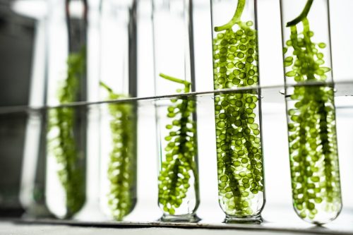 Bioinsumos en México: La investigación se está volcando hacia herramientas de ‘segunda generación’