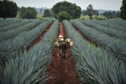 Bioinsumos en México: El nuevo músculo para una industria agrícola tecnologizada y de  alto valor