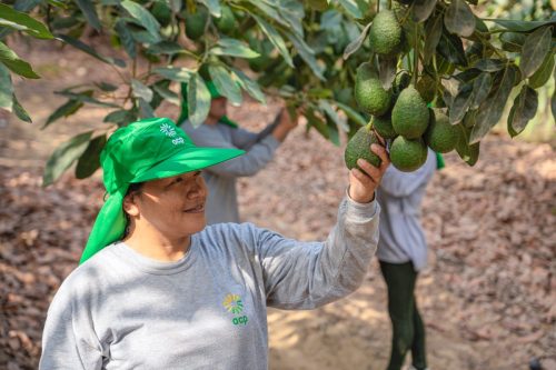 La hoja de ruta de Cerro Prieto