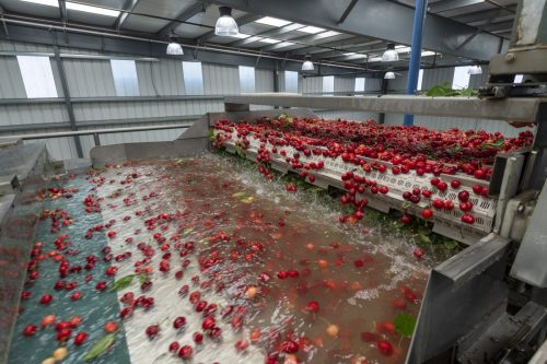 Indicadores fisiológicos para evaluar calidad de postcosecha de cerezas