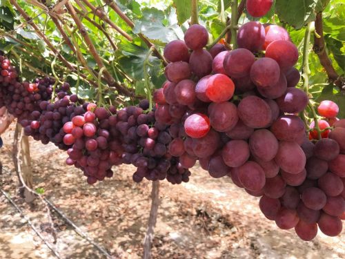 Índices de cosecha como herramienta predictiva de la condición