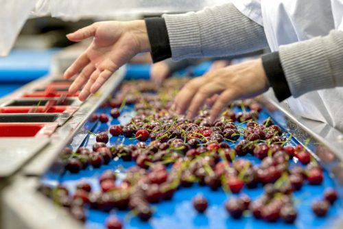 Atmósfera controlada en cerezas y su respuesta sobre algunos daños de postcosecha