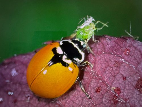 Entomología agrícola que trasciende al agro