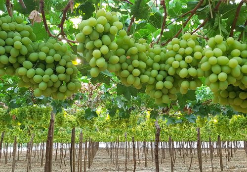 Chile tiene todo para competir en uva de mesa