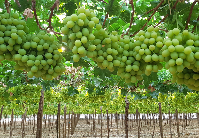 Chile tiene todo para competir en uva de mesa