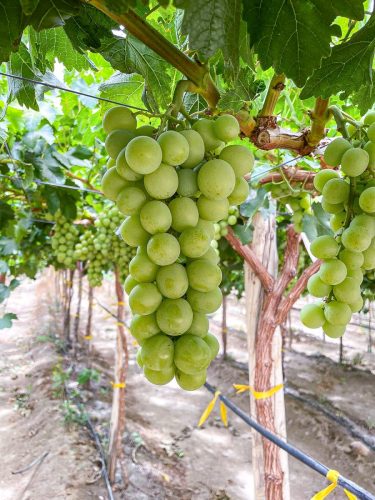 AUTUMNCRISP® la marca que lidera el mercado global de la uva de mesa