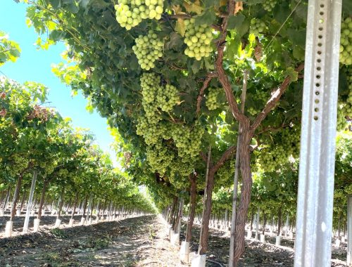 ¿Será una temporada de grandes precios? No lo sé, pero se anticipa ordenada