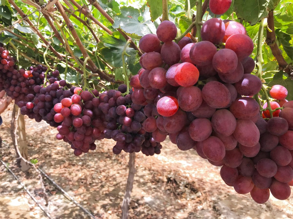 Índices de cosecha como herramienta predictiva de la condición