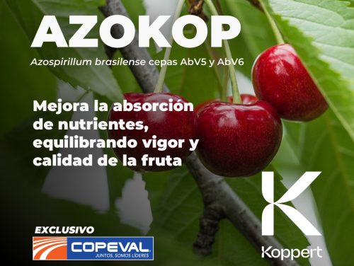 Del suelo al fruto: La estrategia integral de Copeval para cerezos 