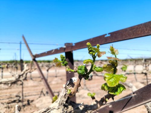 “Es clave revisar constantemente  las estrategias de manejo para hacer las correcciones y ajustes necesarios durante la temporada”