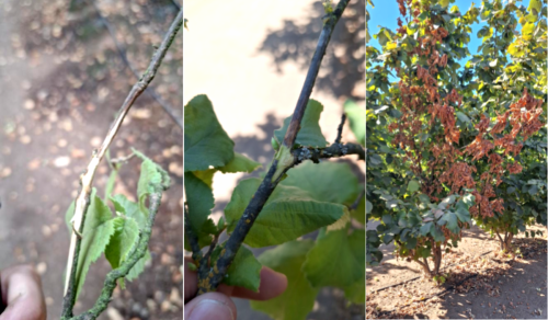 Cómo integrar fungicida Elmus®, marca registrada Basf, en un programa fitosanitario moderno de control de enfermedades de la madera