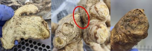 Patógenos poscosecha y eficacia in vitro de PERIMAX® en kion (Zingiber officinale) de la Selva Central, Perú