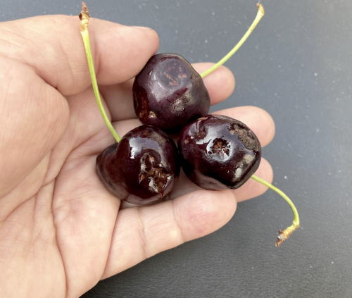Se incrementa el porcentaje de fruta con pudriciones