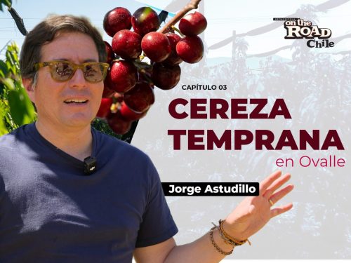 Los desafíos y oportunidades de la cereza ultra temprana en Ovalle