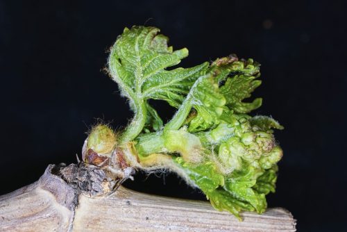 Aumenta el número de especies plaga en frutales de exportación