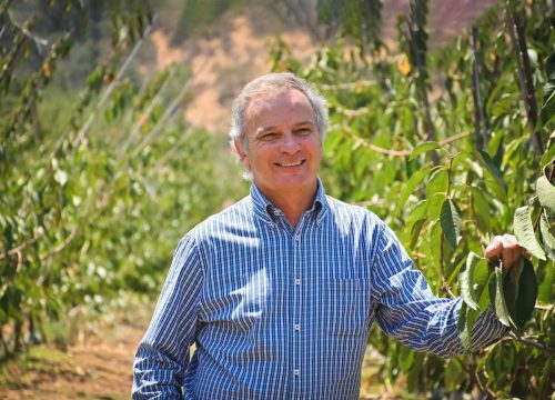 Cristián Allendes: “Con las variedades nuevas, incluso fumigando, en Chile tenemos un producto muy competitivo”