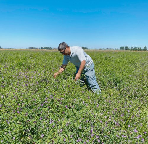 Fenotipado digital como una herramienta clave para seleccionar plantas