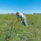 Fenotipado digital como una herramienta clave para seleccionar plantas