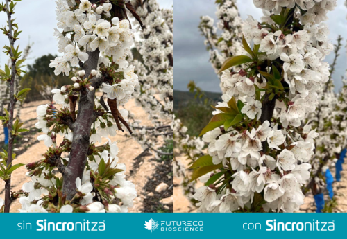 Futureco Bioscience lanza Sincronitza, un bioestimulante de precisión para una brotación y floración sincronizadas
