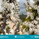 Futureco Bioscience lanza Sincronitza, un bioestimulante de precisión para una brotación y floración sincronizadas